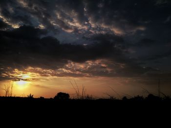 Silhouette of trees against dramatic sky