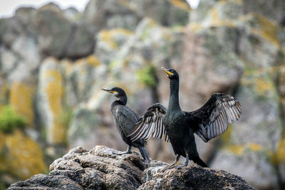 Close-up of cormorants perching on rock