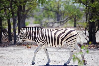 Wild zebra in bushland