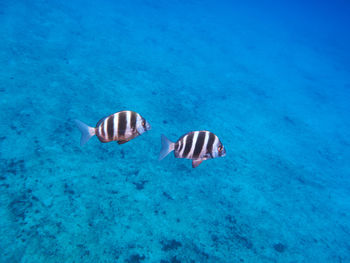 View of two fish swimming in sea