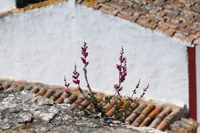 Close-up of flowering plant against wall