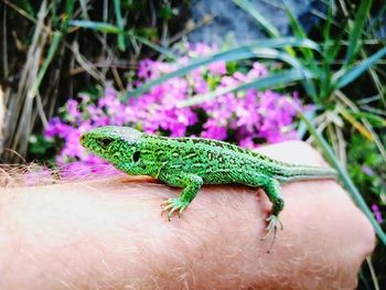 Close-up of a lizard on a hand