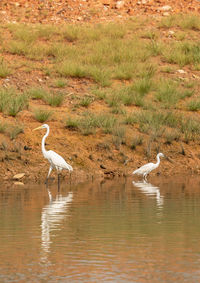 View of birds in lake