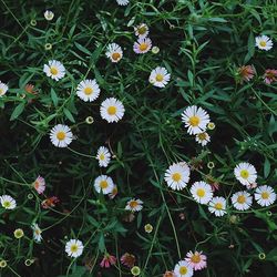 Flowers blooming outdoors