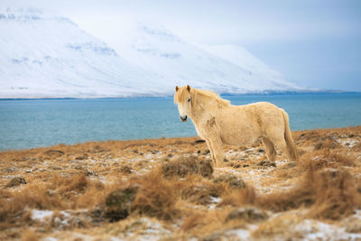 Lion by sea against sky