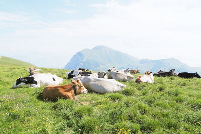 View of cows on field against sky