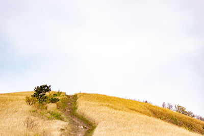 Scenic view of field against clear sky