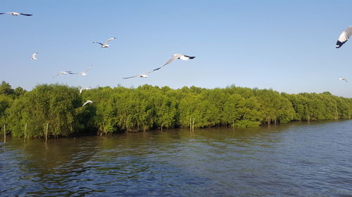 Birds flying over the lake