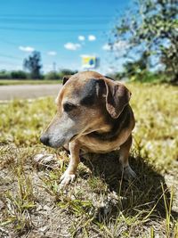 Dog looking away on field