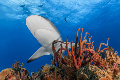 Caribbean reef shark, swimming over a coral reef, blue ocean background bahamas 
