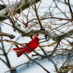 Bird perching on snow covered bare tree