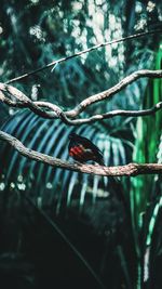 Butterfly perching on twig