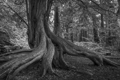 Tree roots in forest