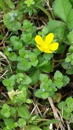 Close-up of yellow flower