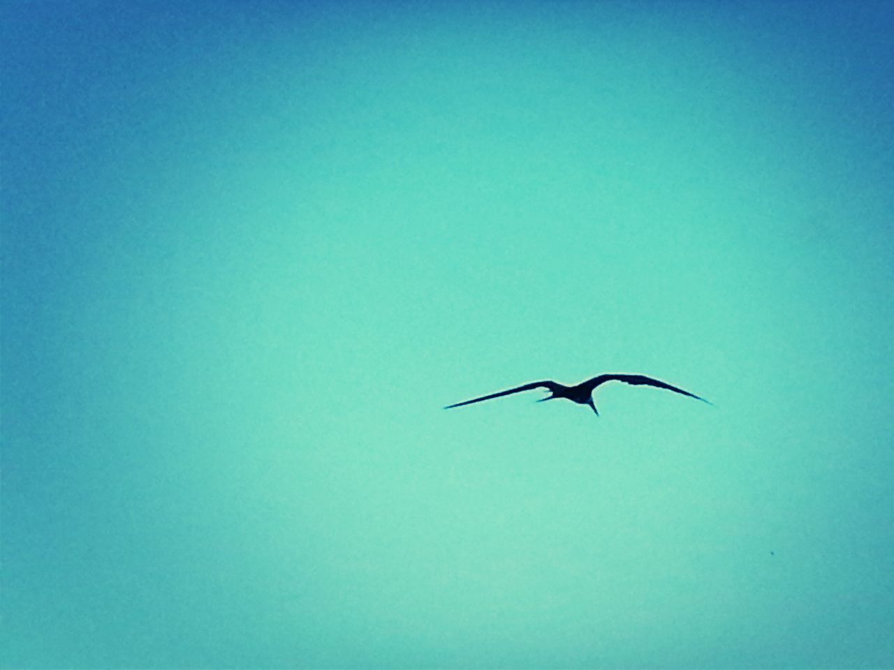 bird, flying, animal themes, animals in the wild, wildlife, clear sky, spread wings, one animal, blue, low angle view, copy space, mid-air, seagull, nature, beauty in nature, full length, motion, no people, outdoors, freedom