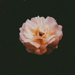 Close-up of flower over black background