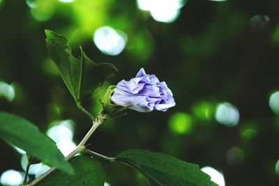 Close-up of purple flowering plant