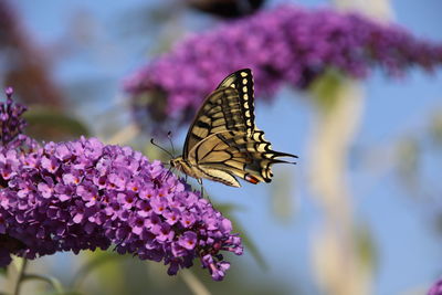 Close-up of butterfly pollinating on purple flower