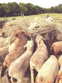 Hay bales in a field