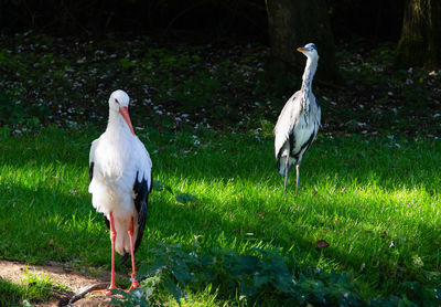 View of birds on field