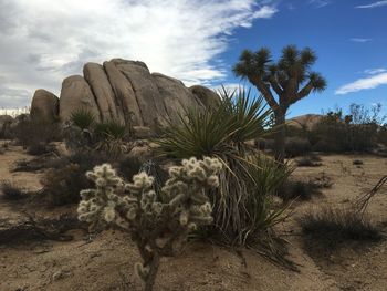 Cactus plants on desert against sky
