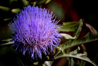 Close-up of purple thistle flower