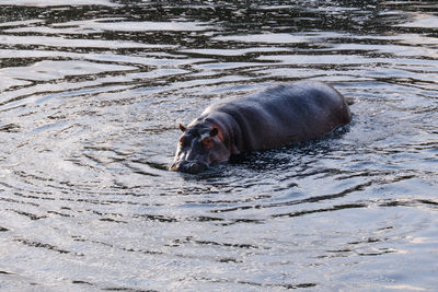 High angle view of dog in water