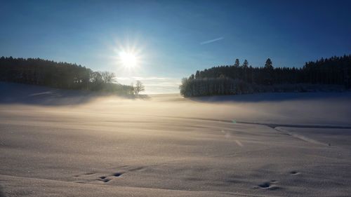 Scenic view of frozen plants against sky during winter