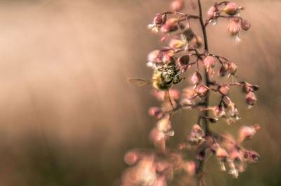 Close-up of flowering plant