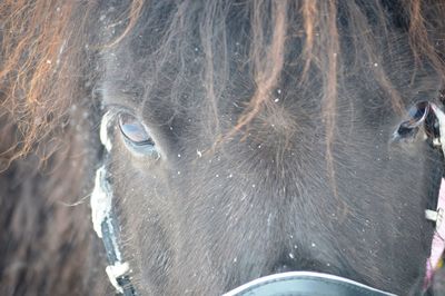 Close-up of horse