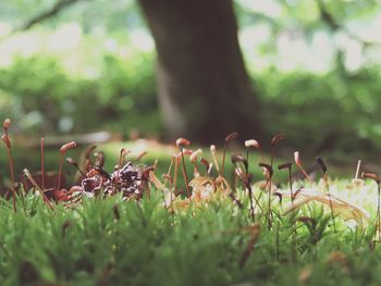 Close-up of plant growing on field