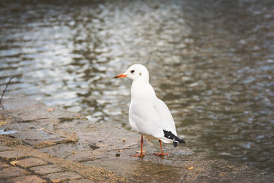 Seagull perching on a lake