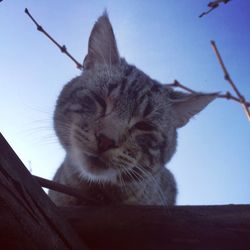 Low angle view of cat against clear sky