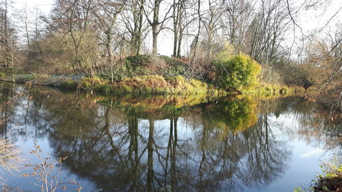 Reflection of trees on lake in forest