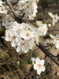 Close-up of white cherry blossoms in spring
