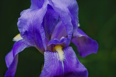 Close-up of purple iris flower