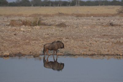 Side view of horse drinking water