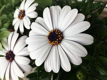 High angle view of white daisy flowers