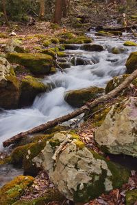 Stream flowing through forest