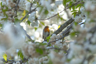 Close-up of bird perching on branch