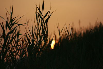 Close-up of silhouette plants at sunset