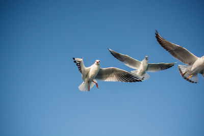 Low angle view of seagulls flying against clear blue sky