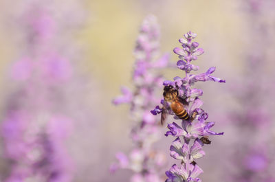 Close-up of bee pollinating on lavender