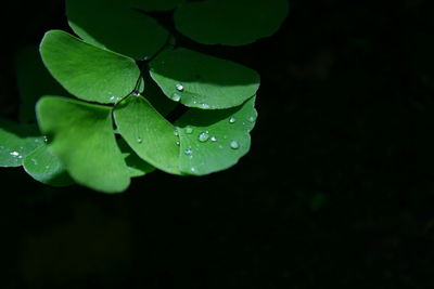 Close-up of raindrops on leaves