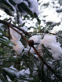 Close-up of bird perching on tree during winter