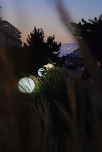 Close-up of illuminated tree at night