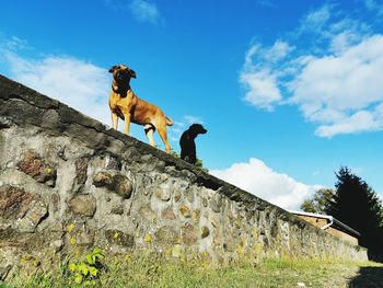 Low angle view of dog on rock against sky