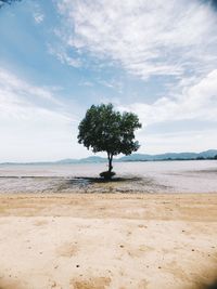 Trees on beach against sky