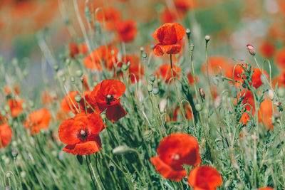 Close-up of red poppy flowers in field