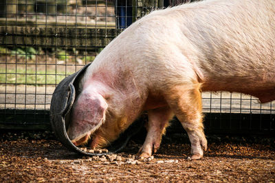 Pig feeding at farm